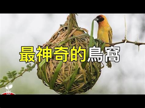 小鳥在家築巢風水|【小鳥來家裡築巢】小鳥來家裡築巢！竟是居家風水的絕佳好兆頭？